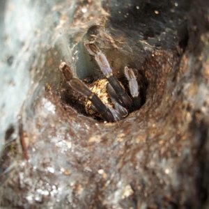 Cobalt Blue with Egg Sac