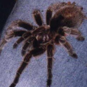 Adult Male Rosea