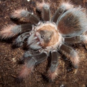 B. emilia Sub Adult