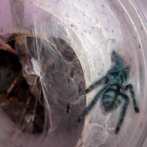 A. versicolor Sling