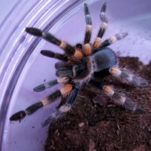 B. smithi Juvenile