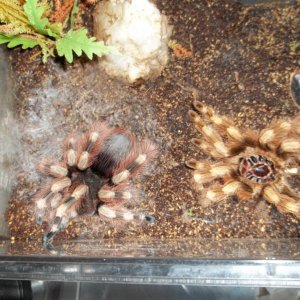 N. coloratovillosus Female Fresh Molt