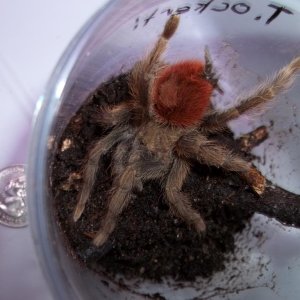T. ockerti Juvenile
