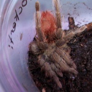 T. ockerti Juvenile
