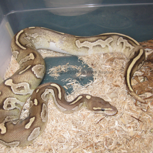 Halle - Yearling Disco Mojave