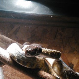 tanimbar scrub python