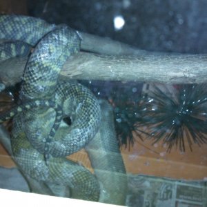 tanimbar scrub python