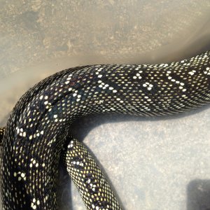 2009 male Diamond python