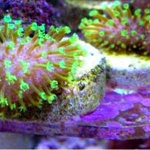 Tyree Green Toadstool Leather Coral