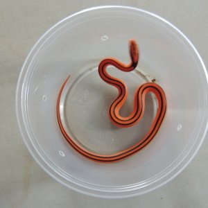 Oreocryptophis porphyraceus coxi