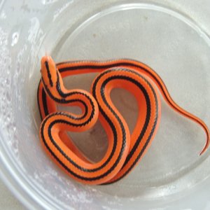 Oreocryptophis porphyraceus coxi
