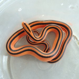 Oreocryptophis porphyraceus coxi