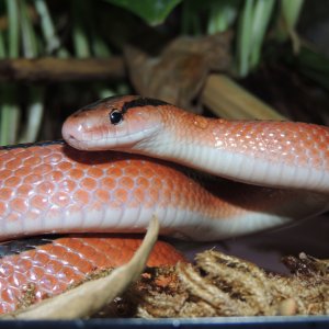 Oreocryptophis porphyraceus coxi