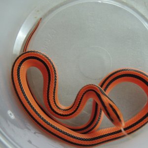 Thai Bamboo Ratsnakes (Oreocryptophis orphyraceus coxi)