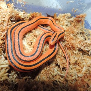 Thai Bamboo Ratsnakes (Oreocryptophis orphyraceus coxi)