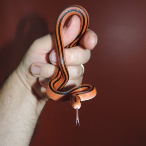 Thai Bamboo Ratsnakes (Oreocryptophis orphyraceus coxi)