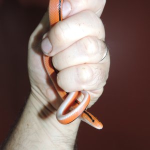 Oreocryptophis porphyraceus coxi