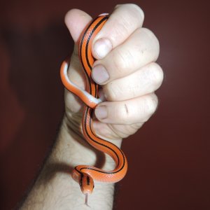 Oreocryptophis porphyraceus coxi