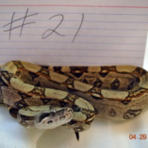 Male Normal Possible Jungle $125