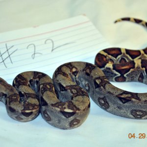 Male Jungle $150