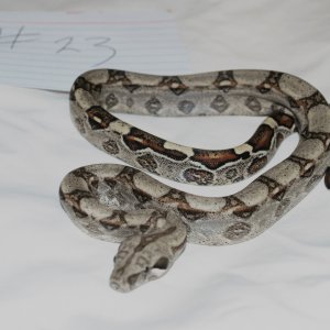 Male Jungle $125