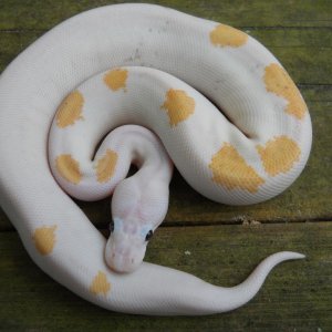 female super fire 50% possible pastel