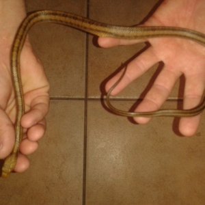 everglades yellow ratsnake