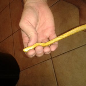 everglades yellow ratsnake