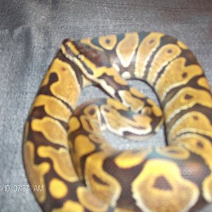 ball pythons for sale