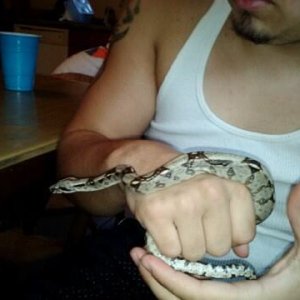 Red Tail Boa