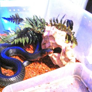 Happy : My male Drymarchon couperi.