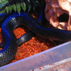 Happy : My male Drymarchon couperi.