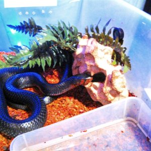 Happy the Indigo Snake