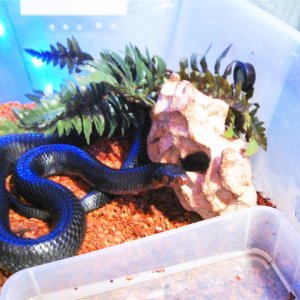 Happy the Indigo Snake