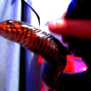 Happy the Indigo Snake