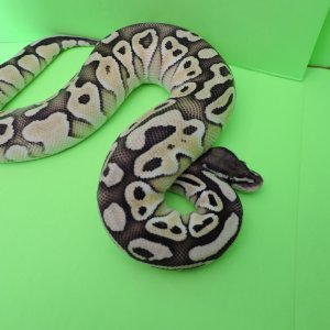 2014 Female Butter pastel