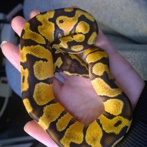 2014 Male Pastel Enchi