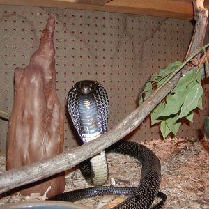 Black pakistan cobra