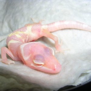 carrot head carrot tail tangerine jungle giant albino
