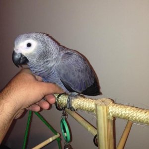 African Congo Grey Parrot-Fully tamed