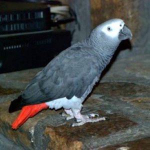 African Congo Grey Parrot-Fully tamed