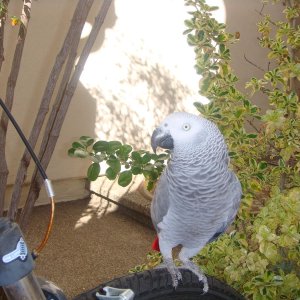 African Congo Grey Parrot-Fully tamed