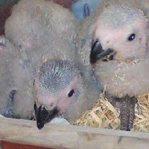 fresh laid,candled tested parrots eggs for sale