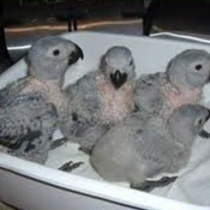 fresh laid and fertile species of parrot eggs for sale