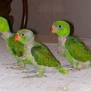 fresh laid and fertile species of parrot eggs for sale