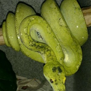FEMALE GREEN TREE PYTHON
