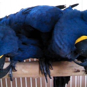 Bonded pair of Hyacinth macaw (502) 785-6273.