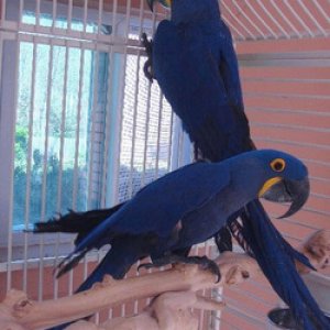 Bonded pair of Hyacinth macaw.