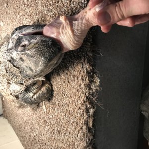 Black Throat Monitor