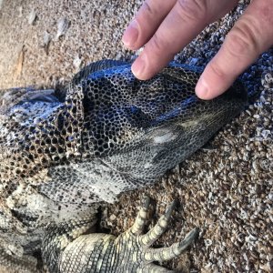 Black Throat Monitor